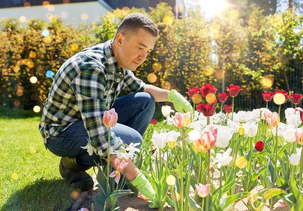 Gartenarbeit Und Menschen Konzept Mann Mittleren Alters Pflegt Tulpenblumen Sommergarten — Stockfoto