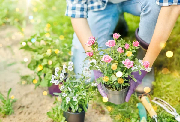 园艺与人的概念 妇女在夏园种植玫瑰花 — 图库照片