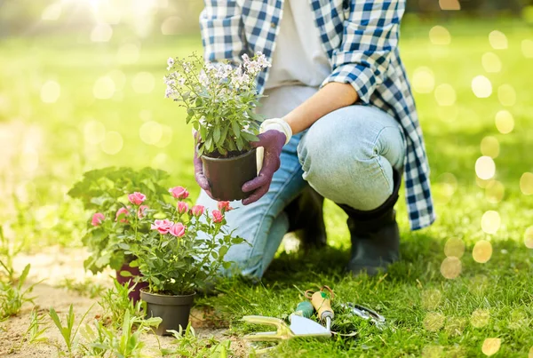 Concept Jardinage Personnes Femme Plantant Des Fleurs Rose Jardin Été — Photo