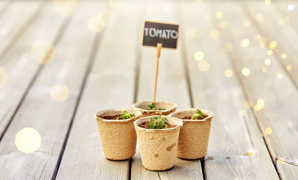 Concetto Giardinaggio Agricoltura Piantagione Piantine Pomodoro Vaso Con Targhette Terrazza — Foto Stock