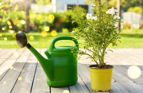 Gardening Farming Planting Concept Green Watering Can Dog Rose Flower — Stock Photo, Image