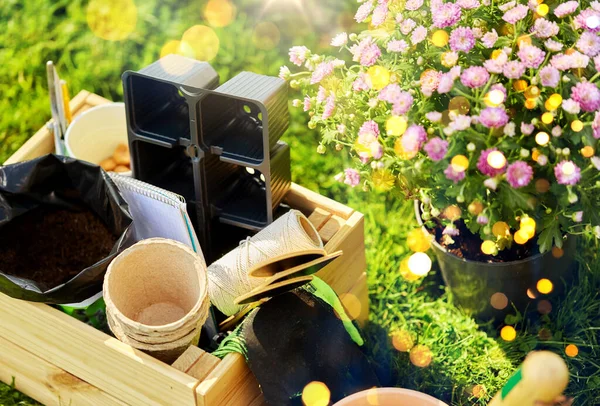 Garten Und Pflanzkonzept Gartengeräte Sommer Holzkiste — Stockfoto