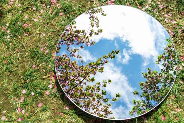Természet Növény Koncepció Közel Cseresznyefa Virágok Tükröződés Kerek Tükör Földön — Stock Fotó