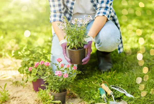 Jardinagem Conceito Pessoas Mulher Plantando Flores Rosa Jardim Verão — Fotografia de Stock