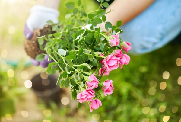 Garten Und Personenkonzept Frau Pflanzt Rosenblumen Sommergarten — Stockfoto