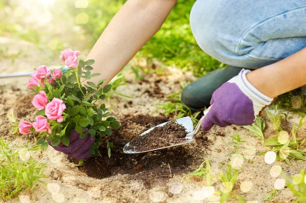 Berkebun Dan Orang Konsep Wanita Menanam Bunga Mawar Taman Musim — Stok Foto