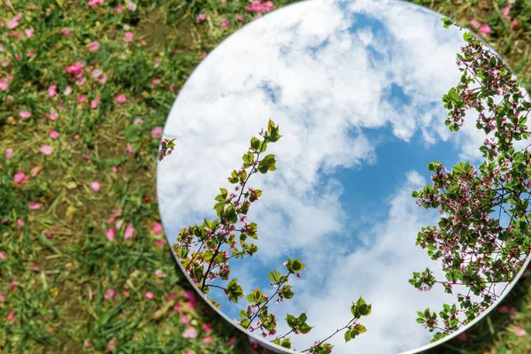 Nature Flora Concept Close Cherry Tree Blossoms Reflection Mirror Ground — Stock Photo, Image