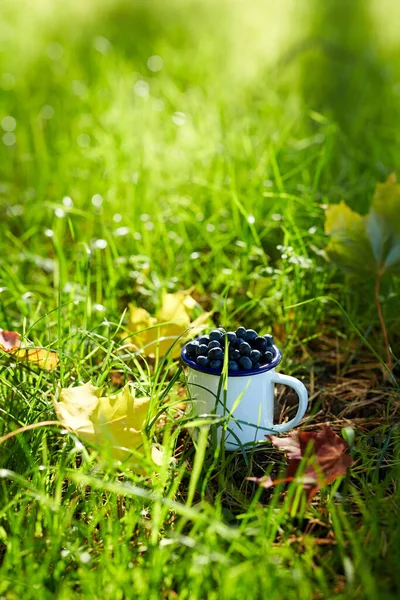 Stagione Giardinaggio Raccolta Concetto Mirtilli Maturi Tazza Campo Foglie Acero — Foto Stock