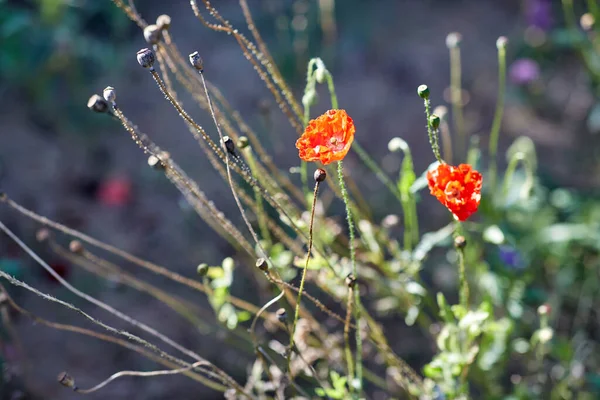 식물상 식물상 정원의 아름다운 양귀비 — 스톡 사진