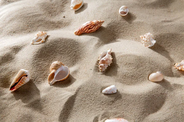 自然与暑假概念 沙滩上不同的海贝壳 — 图库照片