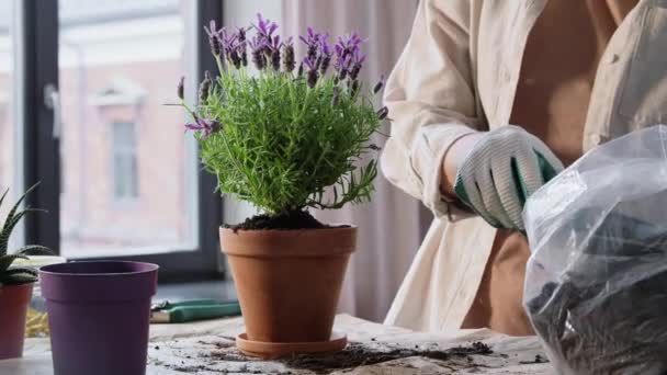 园艺和家务活概念 戴着手套的女人在家里种盆栽花 — 图库视频影像