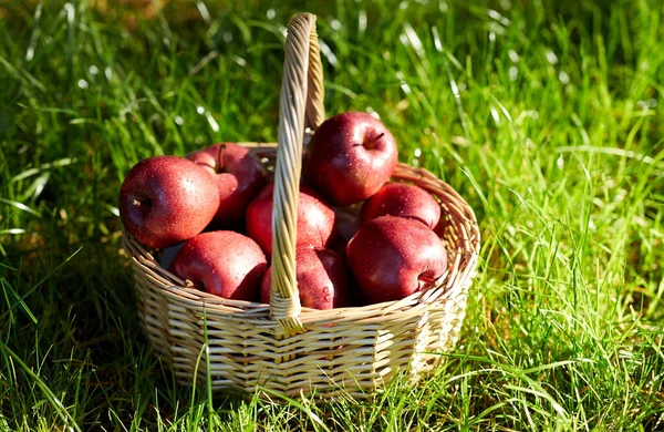 Sezon Koncepcja Ogrodnictwa Zbiorów Czerwone Dojrzałe Jabłka Wiklinowym Koszu Trawie — Zdjęcie stockowe