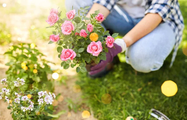 Ogrodnictwo Koncepcja Ludzi Kobieta Sadząca Kwiaty Róży Ogrodzie Letnim — Zdjęcie stockowe