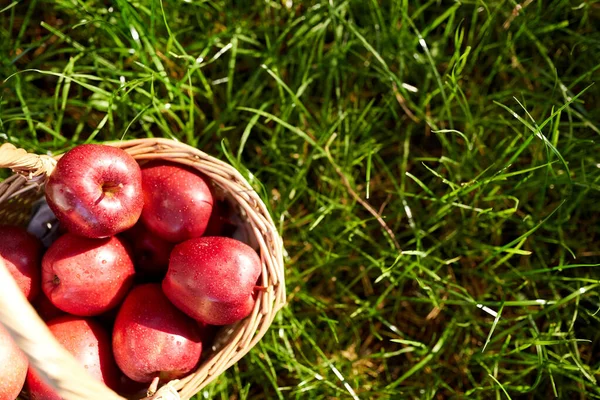 Estação Jardinagem Colheita Conceito Maçãs Maduras Vermelhas Cesta Vime Grama — Fotografia de Stock