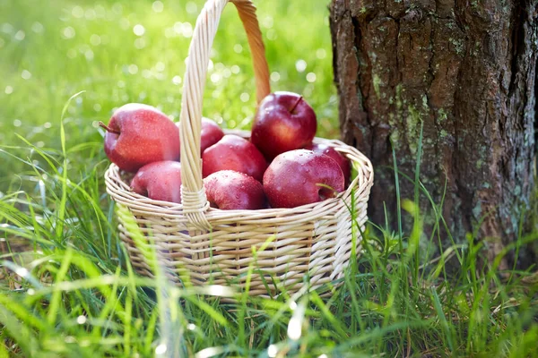 Saison Garten Und Erntekonzept Rote Reife Äpfel Weidenkorb Auf Gras — Stockfoto