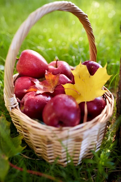 Season Gardening Harvesting Concept Red Ripe Apples Autumn Maple Leaves — Foto de Stock