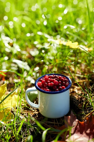 Säsongs Trädgårds Och Skördekoncept Mogna Tranbär Lägermugg Och Höstlönnlöv Gräs — Stockfoto