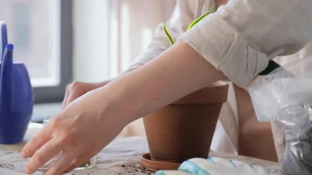 People Gardening Housework Concept Woman Fertilizing Spikes Jar Planting Pot — Stock Video