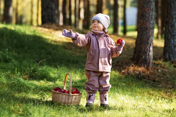 Childhood Leisure Picking Season Concept Little Baby Girl Basket Apples —  Fotos de Stock