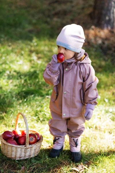 闲暇和采摘季节概念 秋天公园里带着篮子吃苹果的小女孩 — 图库照片