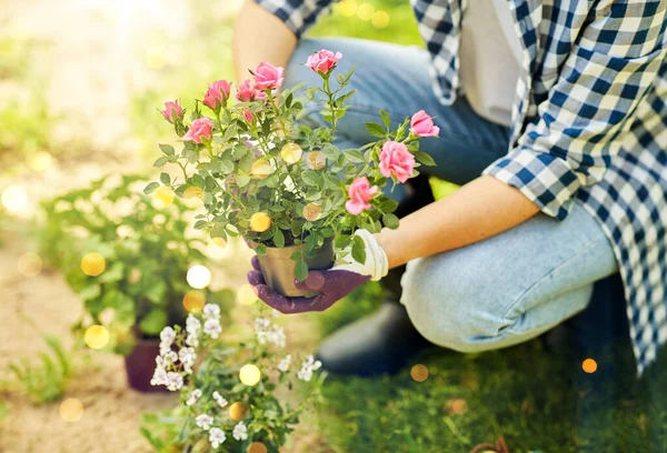 Tuinieren Mensen Concept Vrouw Planten Roos Bloemen Zomer Tuin Stockafbeelding