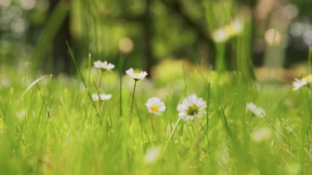 Φύση Βοτανική Και Χλωρίδα Έννοια Όμορφη Μαργαρίτα Λουλούδια Ανθίζουν Στο — Αρχείο Βίντεο