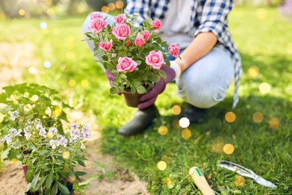 Jardinería Concepto Personas Mujer Plantando Flores Rosas Jardín Verano — Foto de Stock