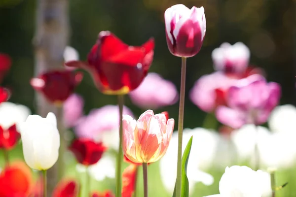 Κηπουρική Βοτανολογία Και Φύση Έννοια Κοντά Όμορφα Λουλούδια Τουλίπας Στο — Φωτογραφία Αρχείου