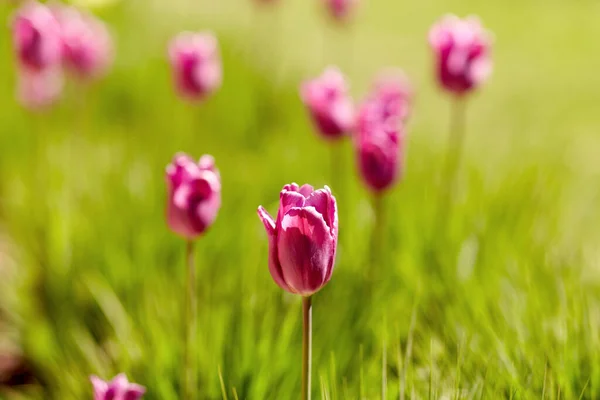 Κηπουρική Βοτανολογία Και Φύση Έννοια Κοντά Όμορφα Λουλούδια Τουλίπας Στο — Φωτογραφία Αρχείου