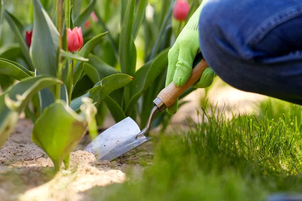Gardening People Concept Close Man Pruner Taking Care Flowers Summer — Fotografia de Stock