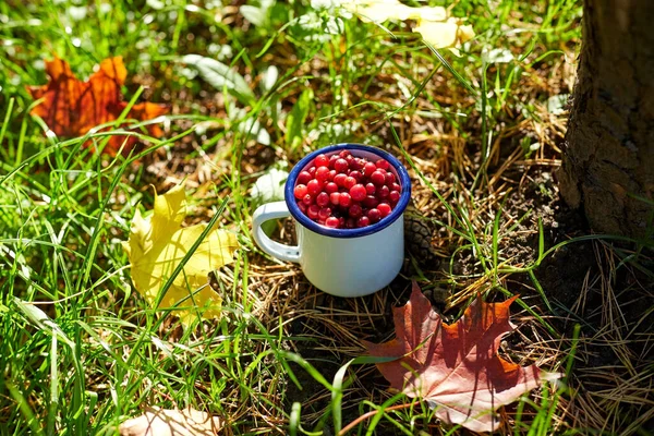 Season Gardening Harvesting Concept Ripe Cranberries Camp Mug Autumn Maple — Foto de Stock