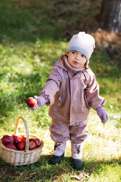 Childhood Leisure Picking Season Concept Little Baby Girl Basket Apples —  Fotos de Stock