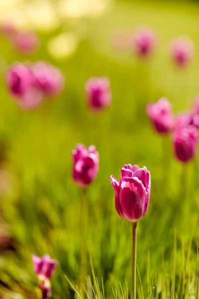 Gardening Botany Nature Concept Close Beautiful Tulip Flowers Summer Garden — Fotografia de Stock