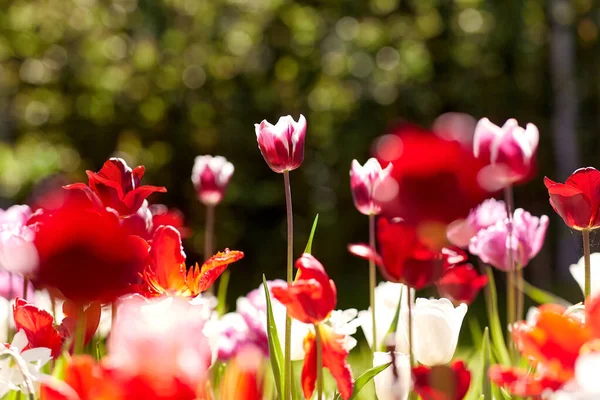 Gardening Botany Nature Concept Close Beautiful Tulip Flowers Summer Garden — Fotografia de Stock