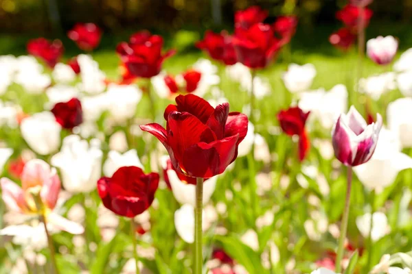 Gardening Botany Nature Concept Close Beautiful Tulip Flowers Summer Garden — 图库照片