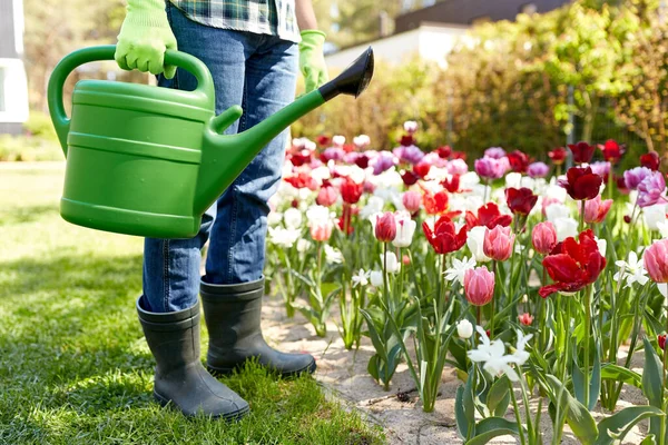 Gardening People Concept Close Man Watering Can Tulip Flowers Garden — Stock fotografie