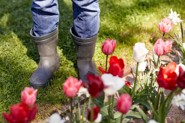 Gardening People Concept Close Man Rubber Boots Tulip Flowers Summer — Foto de Stock