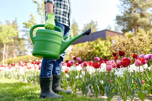 Gardening People Concept Close Man Watering Can Tulip Flowers Garden — Stockfoto