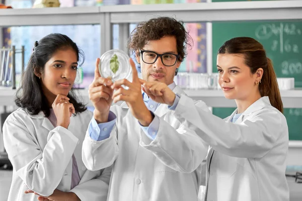 科学研究 遺伝子技術と人々の概念 研究室で働くペトリ皿に緑の葉を持つ科学者の国際グループ — ストック写真