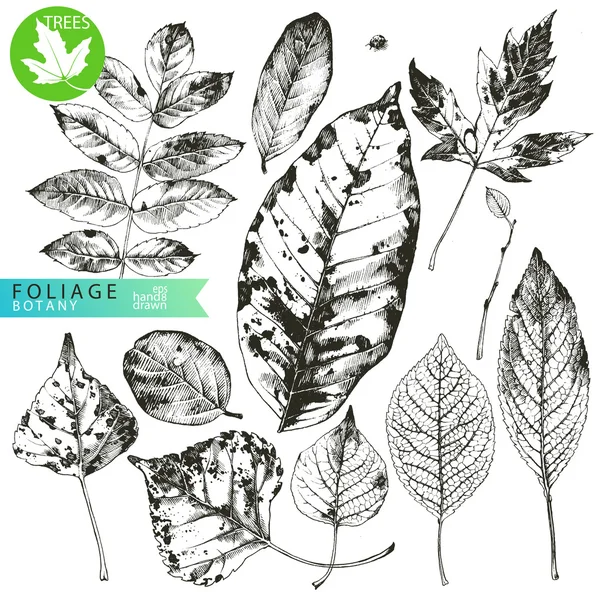 Foliage — Stock Vector