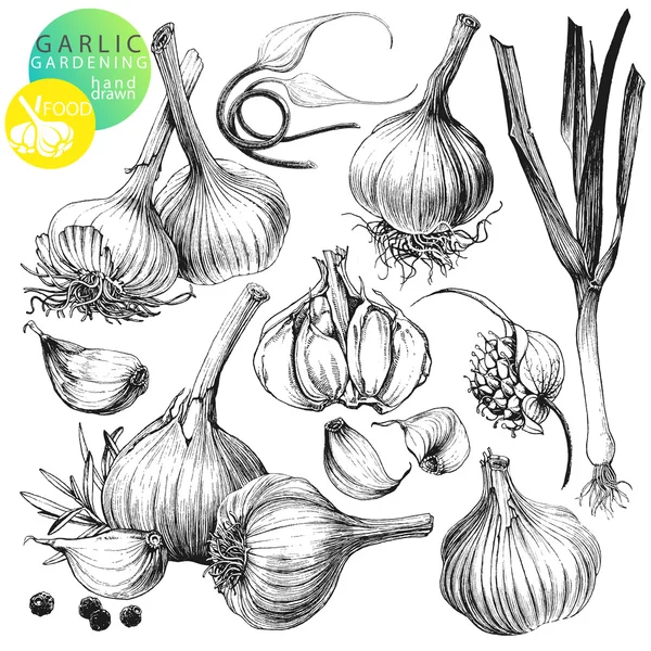 Garlic Drawing Clove