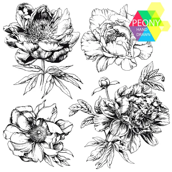 Peonies — Stock Vector