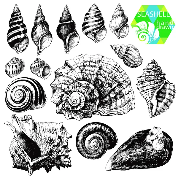 Seashells — Stock Vector