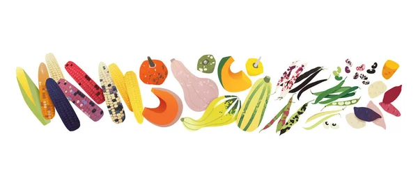 Collecte Légumes Varie Maïs Citrouilles Haricots Fond Scène Récolte — Image vectorielle