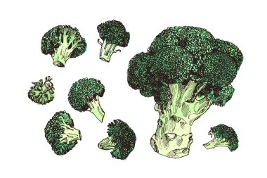 Taze brokoli lahanası, izole edilmiş sebze çizimi, gıda çizimi, tarım pazarı ürünü.