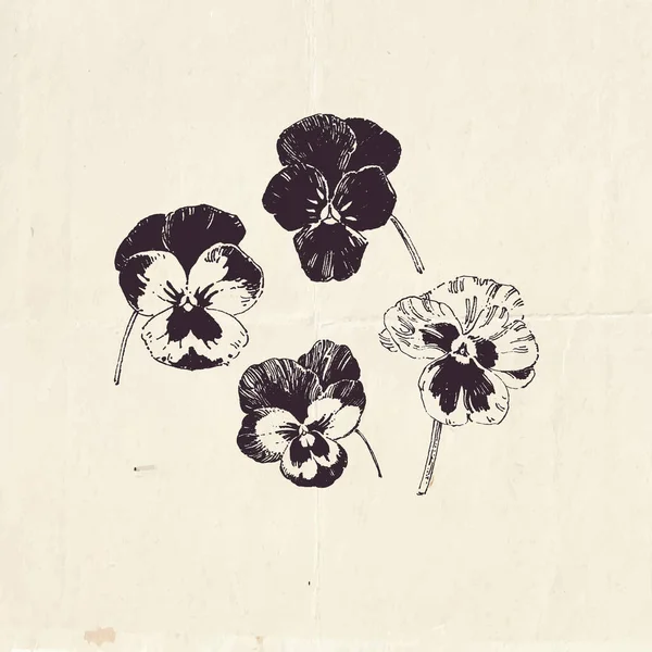 Pansy Bloemen Met Hand Getekend Botanische Illustratie Vintage Stijl — Stockvector