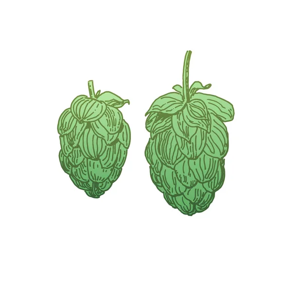 Dibujo Flores Lúpulo Aisladas Blanco Ilustración Dibujada Mano Lúpulo Cerveza — Archivo Imágenes Vectoriales