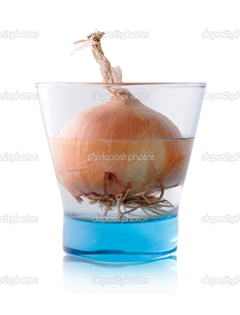 Spring onion in glass