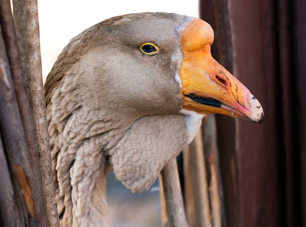 Macro portrait of young grey goose — Stock Photo, Image