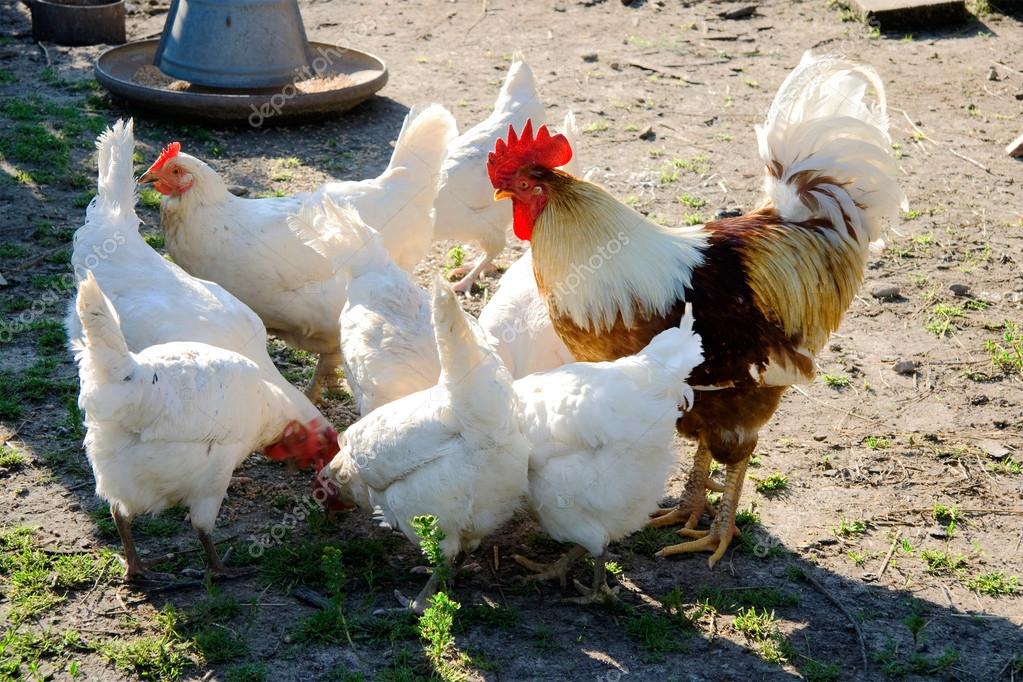 Coq et poules dans la ferme — Photographie ultrapro © 13480037